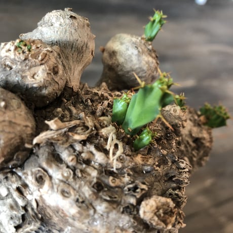 euphorbia    clavigera《激希少》L size