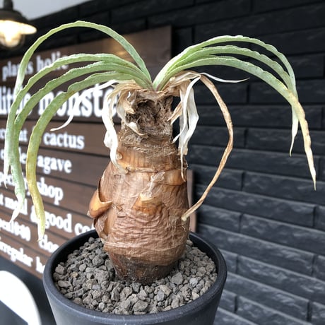 boophane  disticha  《 大きめM size》ver.陽炎type※現地球発根後店主国内管理3年株※適度なぼってり感樹形&躍動感あるジリジリ葉を展開※mad black pot植え