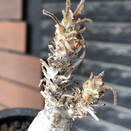 sesamothamnus rivae《小さめM size》※現地球株発根済※小振り現地球株は逆に珍しく白く美しくも味深き表皮のメクれが堪らなく枝振りも良き一株※black pot植え