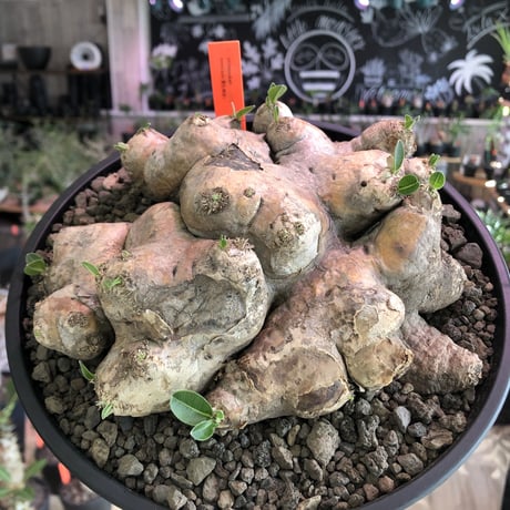 pachypodium  brevicaule恵比寿笑い《大きめL size》※現地球発根済株※味深い荒々しい肌質のbigな笑い‼︎今後流通少なくなります※浅鉢植え