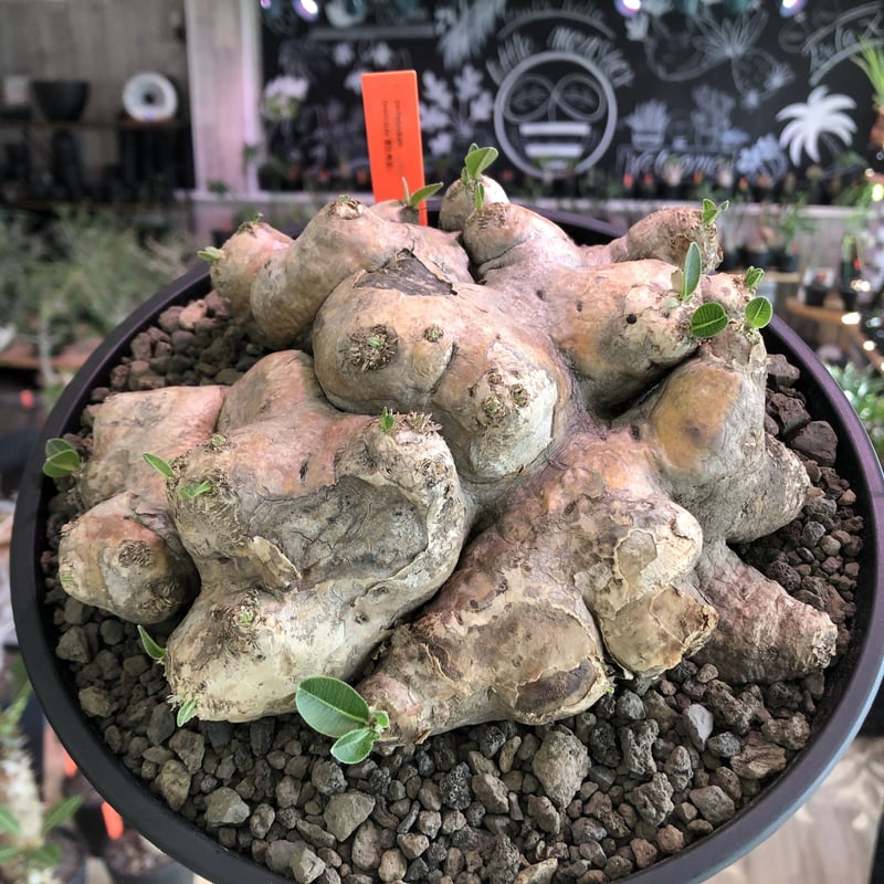 パキポディウム 恵比寿笑い Pachypodium brevicaule ② Amazon.co.jp: 【種子】Pachypodium Brevicaule Ceream-Flower