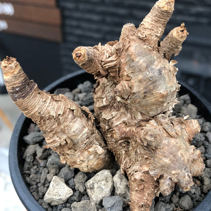 euphorbia itremensis《M size》※現地球株発根済③※極めて良き枝振りを