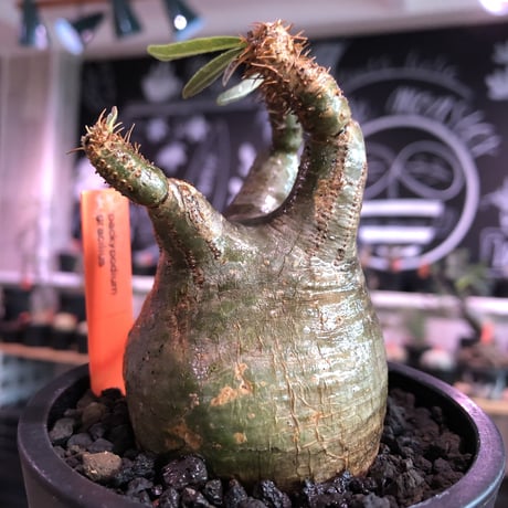 pachypodium  gracilius《大きめS size》※現地球発根済株※店主国内管理2年株※短枝weight低くbalance美株‼︎捻くれ枝も堪らない※mad black pot植え
