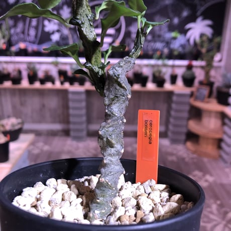 ceropegia  bosseri《M size》