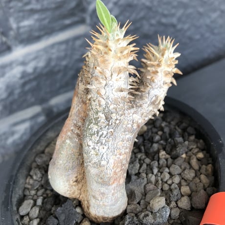 packypodium   enigmaticum《S  size》※現地球発根済※荒々しい肌を持つリトモン激推しの希少エニグマSサイズ株※ mad  black pot植え