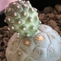 tephrocactus geometricus 《M size》※現地球株カキ仔発根済※②丸々とかわいく綺麗な玉型維持のカキ仔※black bowl pot植え