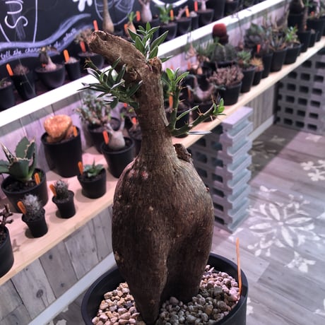 packypodium  bispinosum《M ~L size》sizeバラバラ
