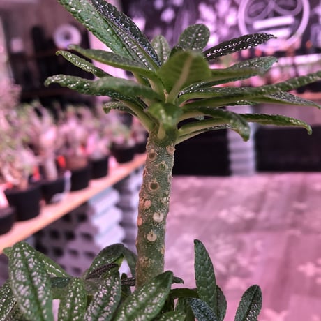 希少 dorstenia   gigas《大きめM size》littmon  seed🌱5年株※17本枝を出しぼってり株元＆良樹形balanceの将来有望ギガス※mad black pot植え