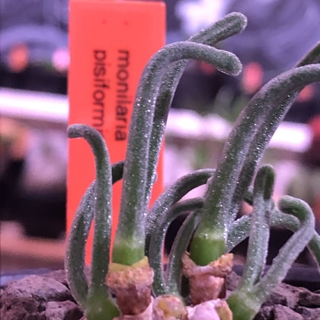 monilaria   pisiformis《SS  size》※現地球発根済株※モニラリア属　（最上位激希少種）※冬型caudex‼︎   ※mad black bowl pot植え