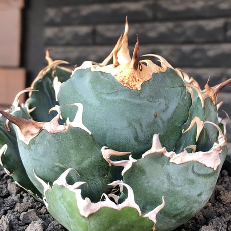 agave titanota  白鯨強棘陽炎bowl type《L size》※現地球株発根済※ウネウネ最高の鋸歯に幅広肉厚ボウルタイプ※black bowl pot植え