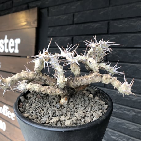 sarcocaulon crassicaule《大きめL size》※現地球発根済株※店主国内管理4年株※ヤバい枝振り鋭く赤味ある強刺に縮れ葉＆白花なwild株※mad black pot植え