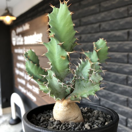 euphorbia  tortioama《M size 》※現地球発根済株※店主国内管理3年株※唸る太い葉と優しい色味の塊根を持つ良質なトルチラマ‼︎※mad black pot植え