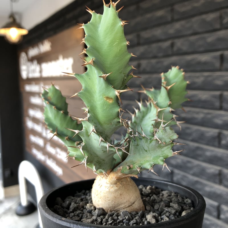 euphorbia tortioama《M size 》※現地球発根済株※店主国内管理3年株