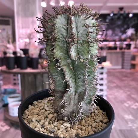 euphorbia    horrida