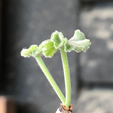 pelargonium  mirabile《SS size》※littmon seed株※誰もが愛おしく堪らないと感じる冬型の人気者※信楽陶器鉢植え