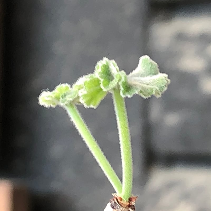 pelargonium mirabile《SS size》※littmon seed株※誰も