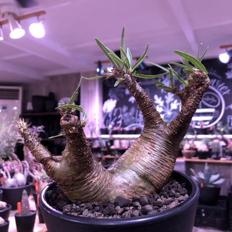 packypodium gracilius《大きめM size》W-he'd株※現地球発根済株※店主国内管理3年株※アシンメトリー且つ肌質＆colorも美しい一株※mad black pot植え