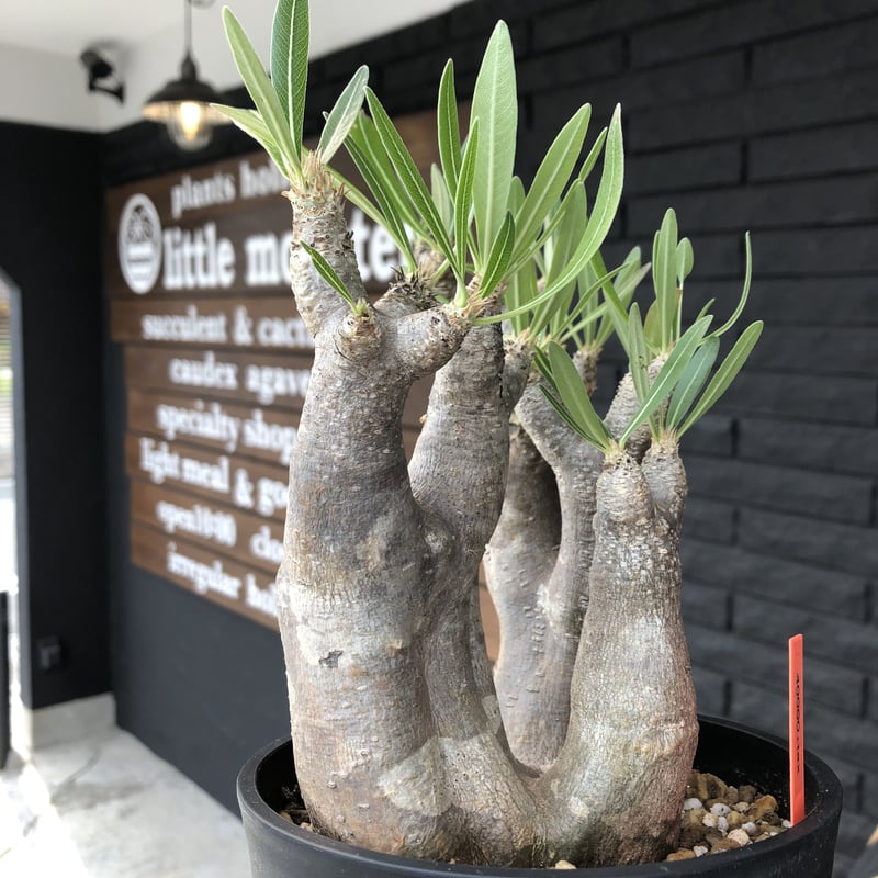 packypodium inopinatum《M size》3分頭株！希少size 現地球