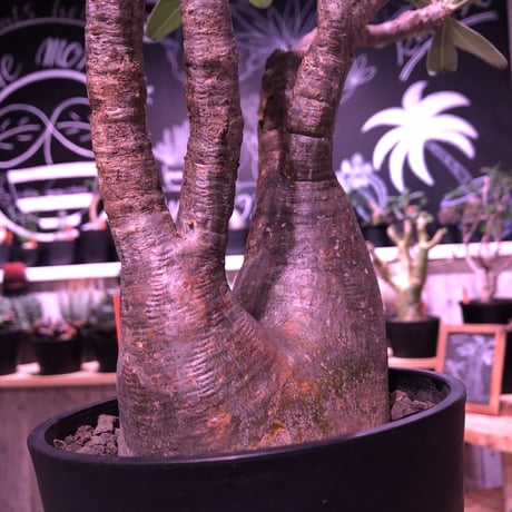 packypodium  gracilius《二分頭株》🌵🌵※現地球株  発根済み株‼︎  　限定1株　※希少株