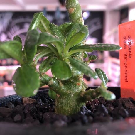 希少 dorstenia   gigas《小さめM size》littmon  seed🌱3年株※大変良き樹形balanceの将来有望ギガス‼︎※mad black pot植え