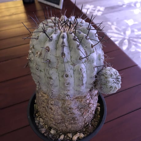 copiapoa  cinerea   黒王丸 《L size》