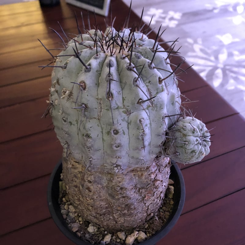 copiapoa cinerea 黒王丸 《L size》 | plants holic copiapoa cinerea 黒王丸 《L size》 | plants holic