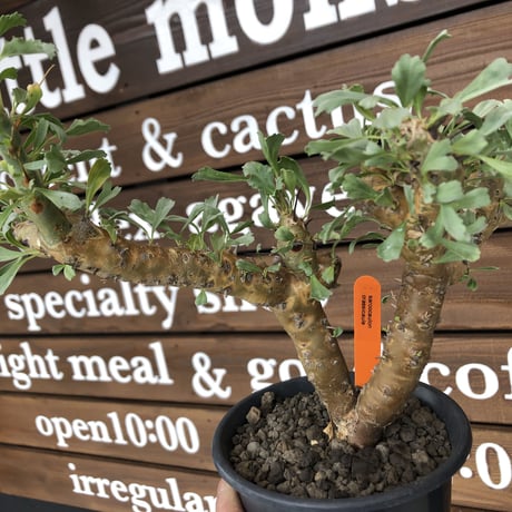 sarcocaulon   crassicaule《L  size》