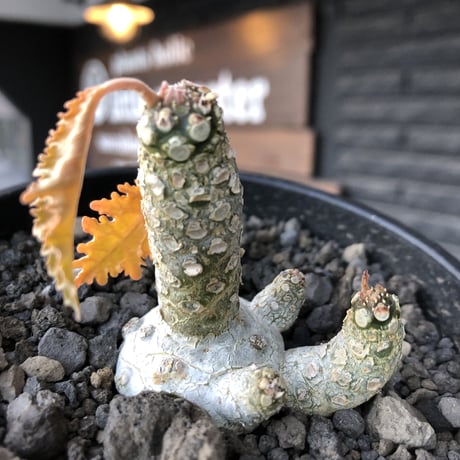 希少‼︎dorstenia  horwoodii《大きめM size》※現地球株発根済※極白肌&weight低きぼってり株元に良枝振りが堪らない※black bowl pot植え