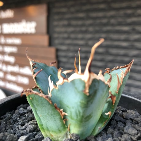 agave titanota  白鯨陽炎type《S size》※現地球株発根済 ②※唸り良き鋸歯に幅広肉厚タイプ※black pot植え