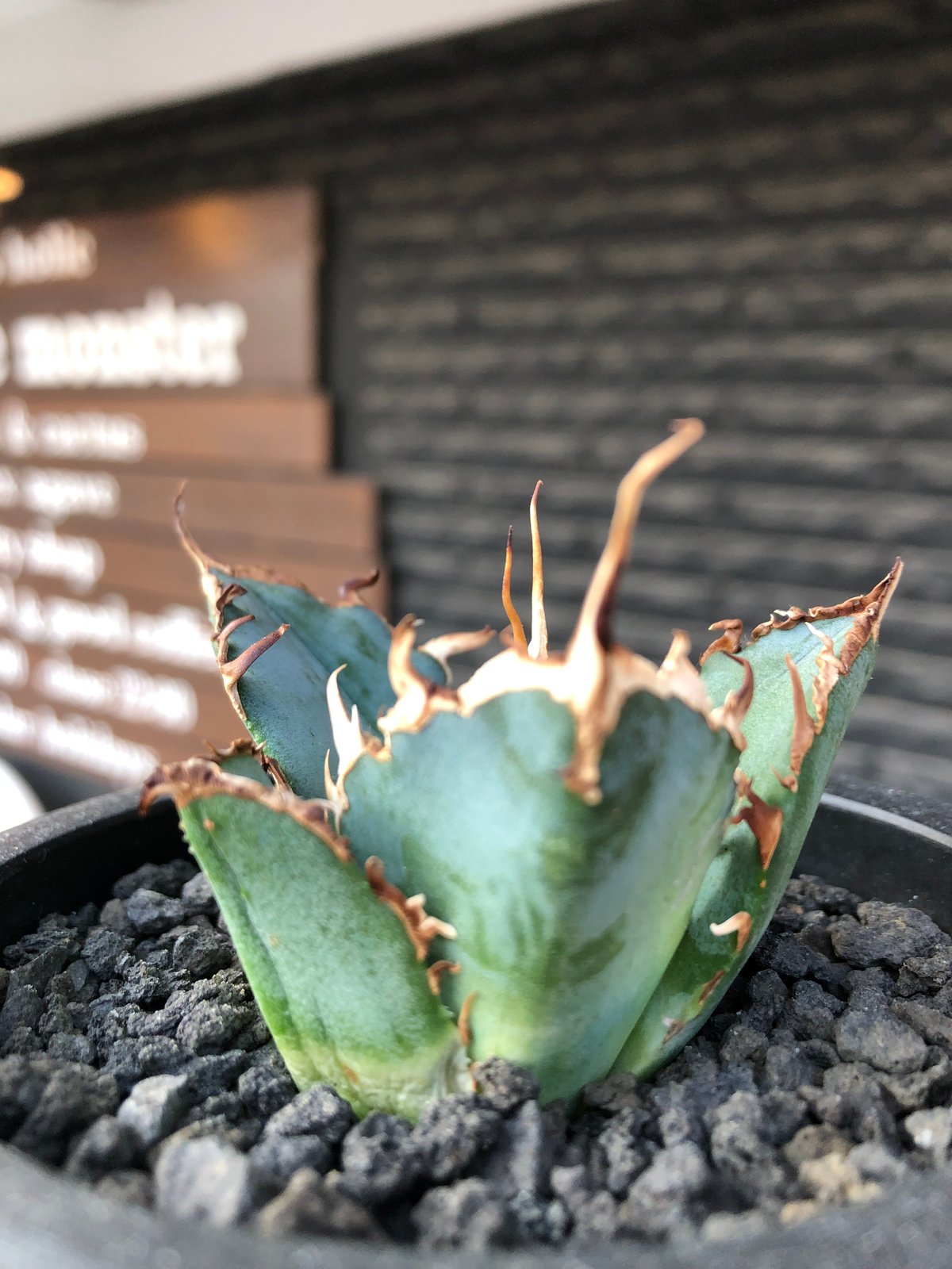 アガベ チタノタ 白鯨 陽炎 超ボール アガベ・チタノタ白鯨（ボール