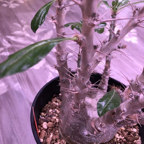 packypodium  saundersii《L L  size》発根済み株‼︎