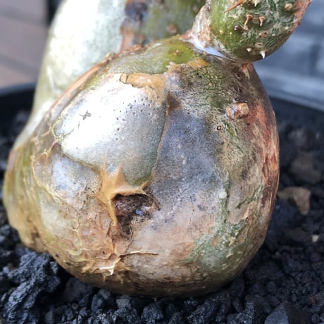 pachypodium gracilius《小さめL size》希少‼︎極green＆現地焼け&w-he'd株※現地球株発根済※渾身の一株※black bowl pot植え