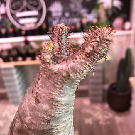 packypodium    gracilius《S size》輸入まもないまん丸新鮮株🌵vo②  限定1株