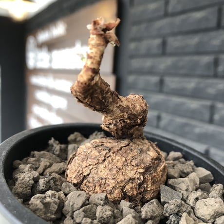 pelargonium triste《M  size》※現地球発根後店主国内管理1年株※味深き肌質にぼってりまん丸株元なトリステ※mad black pot植え
