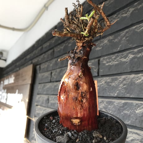 mestoklema tuberosum《M size》※現地球発根後店主国内管理4年株※栗のようなツヤ深き綺麗肌&エグれ傷が堪らなく冬季も動く唯一無二な希少灌木※mad black pot植え