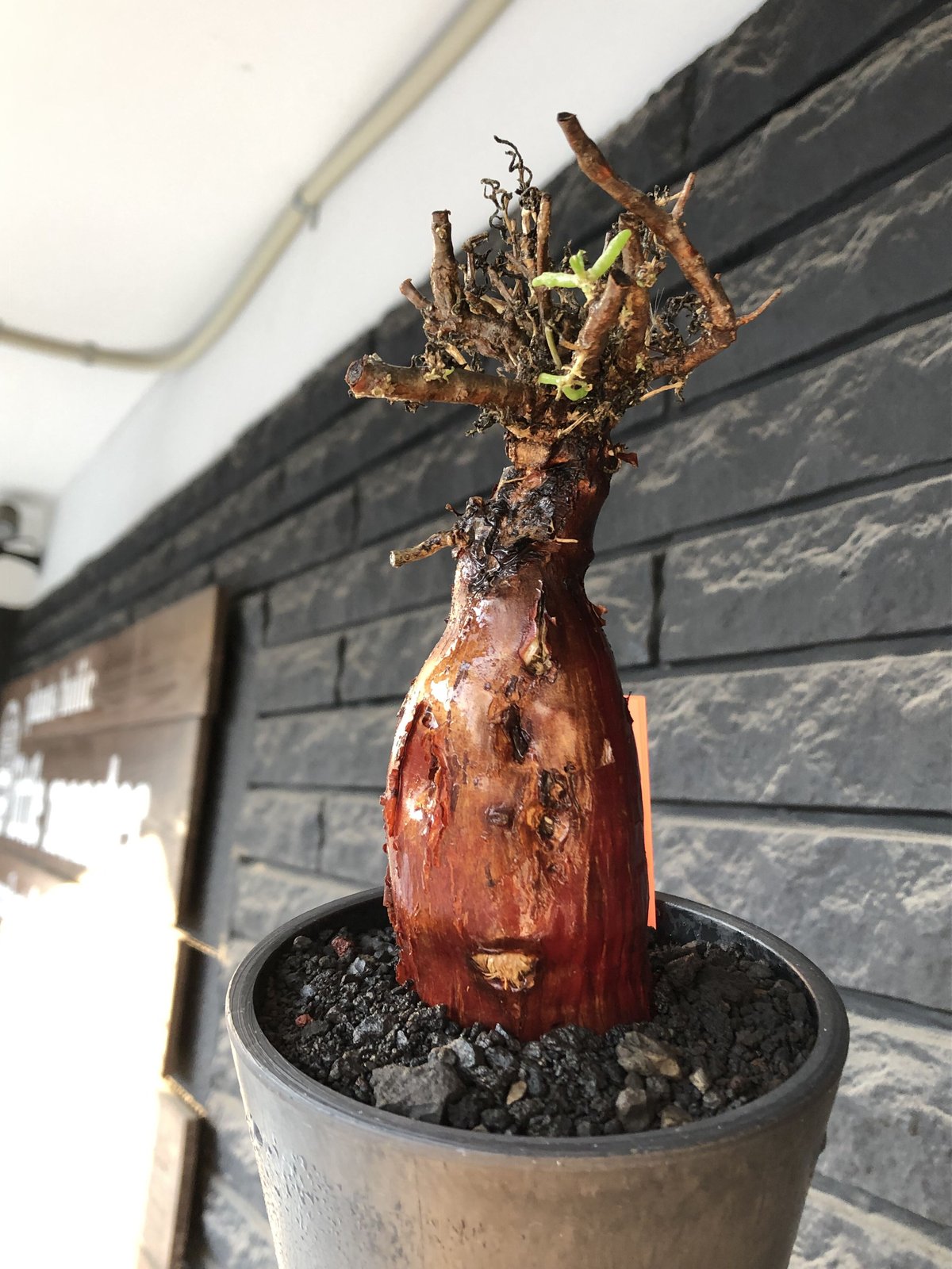 mestoklema tuberosum《M size》※現地球発根後店主国内管理4年株 mestoklema tuberosum《M size》※現地球発根後店主国内管理4年株