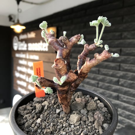 pelargonium  mirabile《M size》※現地球店主国内管理4年株※愛おしく堪らない冬型の人気者‼︎幹太め良枝振り※mad black pot植え