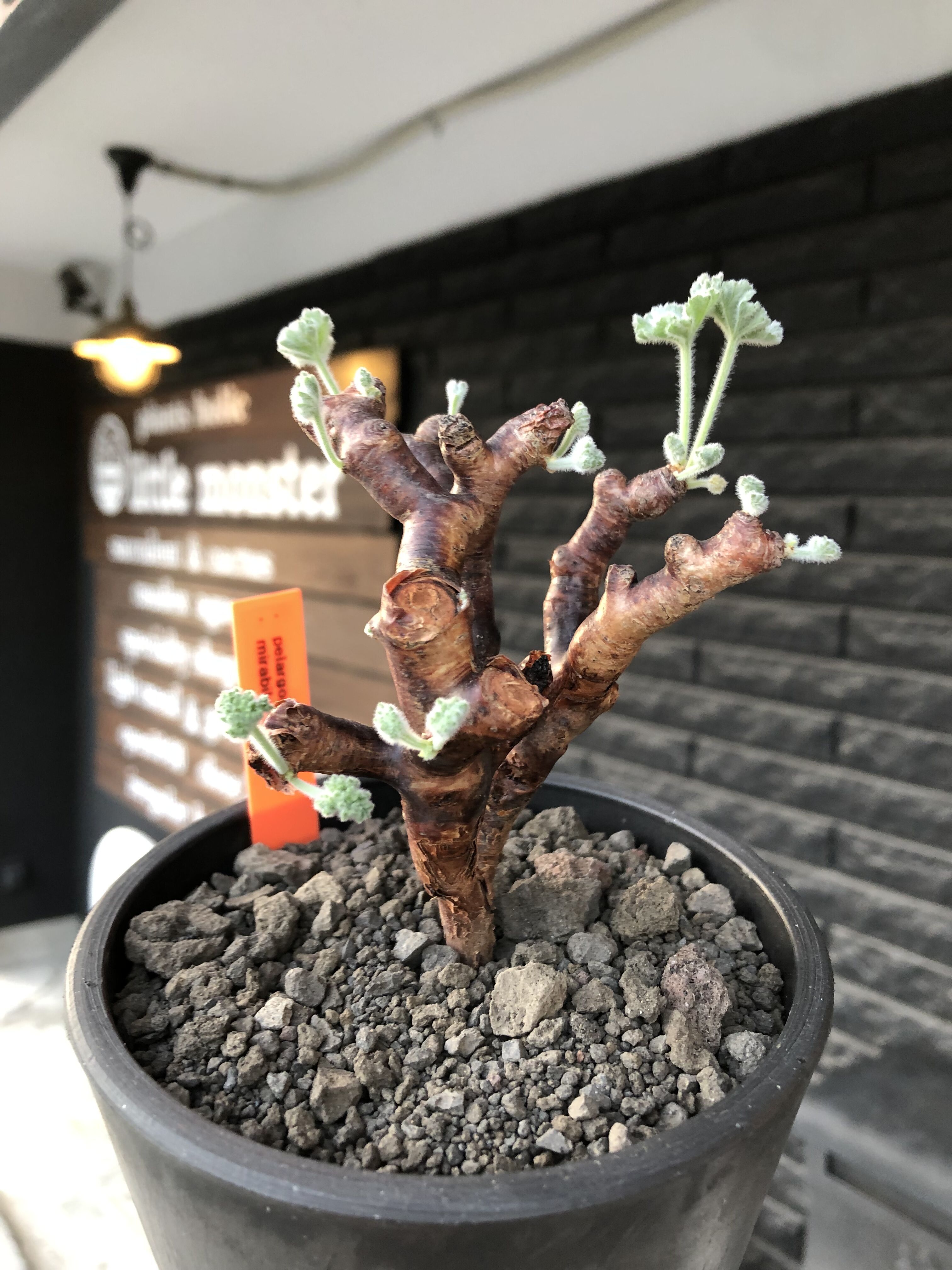 pelargonium mirabile《M size》※現地球店主国内管理4年株※愛おしく