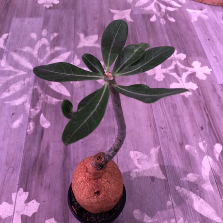 adenium   obesum《L  size》※現地球発根済株‼︎驚愕株‼︎これぞ‼︎正真正銘本物現地球オベスム‼︎ケニアフォーム‼︎※mad black bowl pot植え