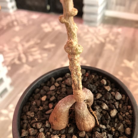opercullicarya  packypus   littmon  seed🌱 《7年株》幹も太く‼︎ボコボコも強く出た立体樹形balanceも良きパキプス※mad black pot植え