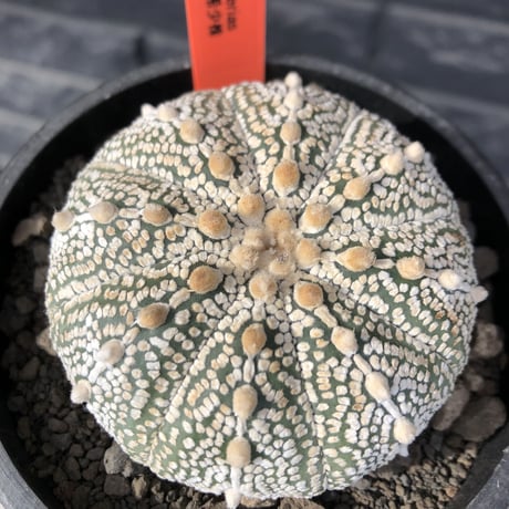 astrophytum asterias var.ミラクル兜《L size》大きめ且つ極白肌が堪らない‼︎希少兜※店主国内管理9年株  ※mad black bowl pot植え