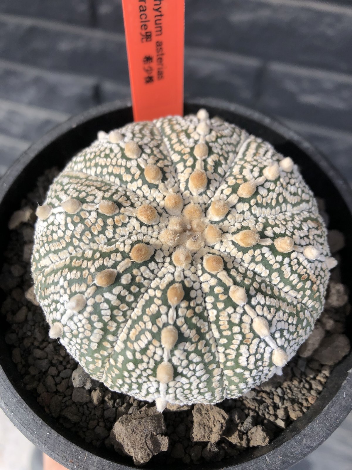 astrophytum asterias var.ミラクル兜《L size》大きめ且つ極白肌が
