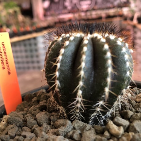 uebelmannia   pectinifera《M size》360度球体極美株‼︎  上品な趣高きな一株‼︎店主国内管理４年株‼︎※mad black bowl pot植え※限定2株