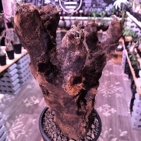 xerophyta  trichophylla《L L size》※現地球発根済株‼︎※驚愕最強靭株‼︎今回は極太キセロ‼︎※限定３株※mad black pot植え