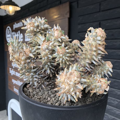 tylecodon wallichii（LL size）※現地球発根済※発根後店主国内管理8年株※ヤバい程の枝振り‼︎weight極めて低い良樹形驚愕ワリチー※mad black bowl pot植え