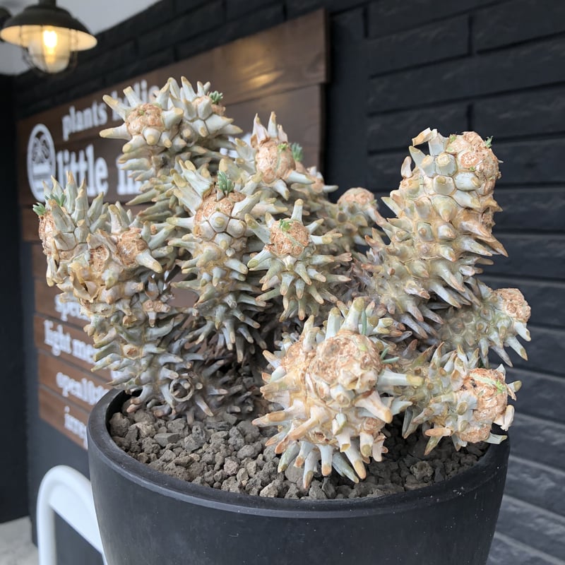 tylecodon wallichii（LL size）※現地球発根済※発根後店主国内管理8年