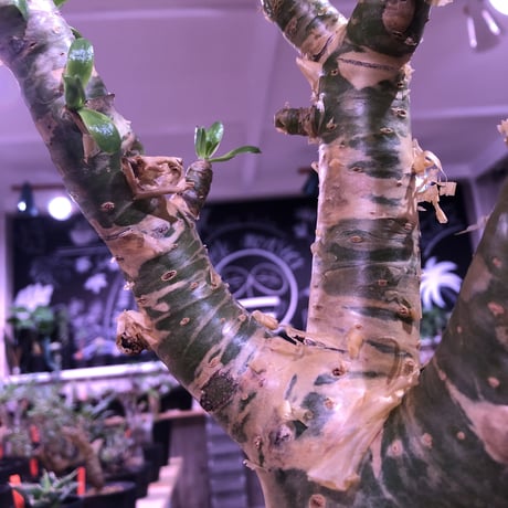 tylecodon  paniculatus 《太めM size》店主3年管理株‼︎ 激推し株‼︎　※mad black pot植え