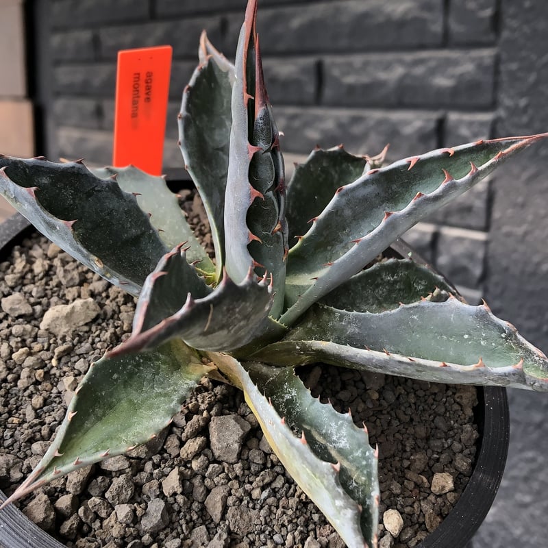 agave montana《M size》※現地球発根後店主国内管理2年株※葉色が agave montana《M size》※現地球発根後店主国内管理2年株※葉色が