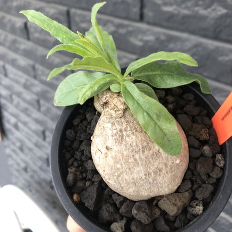 pentagonanthus grandiflorus ssp.glabrescens《Msize 》※現地球発根後店主国内管理2年株※激希少‼︎偏平可愛すぎる装い※mad black pot植え