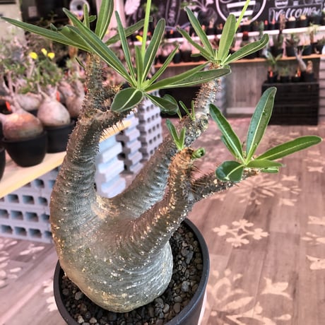 packypodium  gracilius《大きめM size》※現地球発根済株※店主国内管理3年株※大きめbalance整ったグラキ‼︎開花しかわいさ倍増中※mad black pot植え